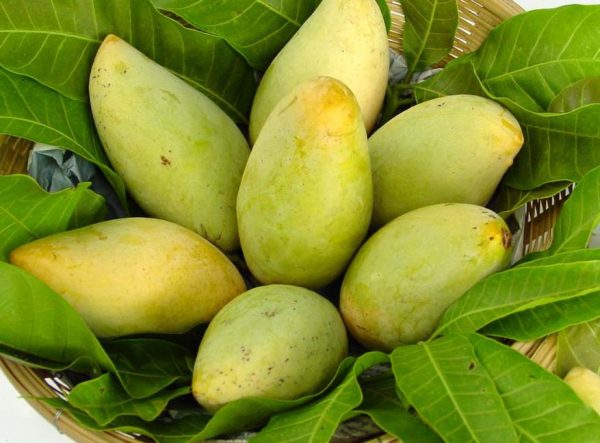 juice works malaysia mango fruit