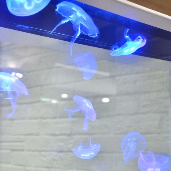 marco creative cuisine 1 utama shopping centre jelly fish