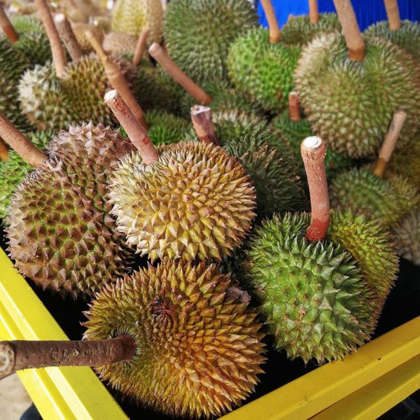 hppnk 2017 maeps serdang hppnk25 flowers and fruits kingdom durian