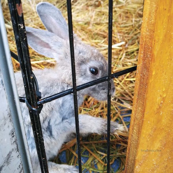 hppnk 2017 maeps serdang hppnk25 petting zoo rabbit