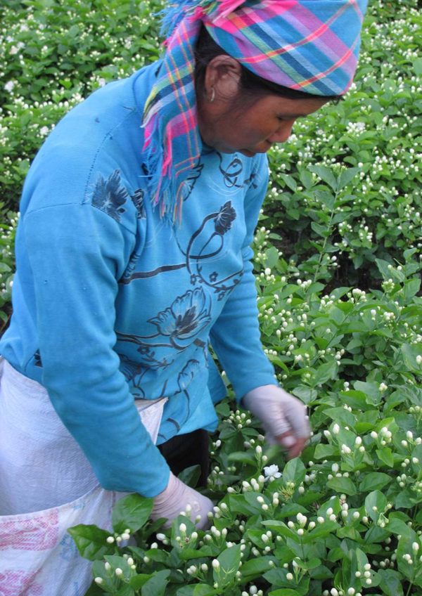 the coffee bean tea leaf peach jasmine nitro cold brew tea picking flower