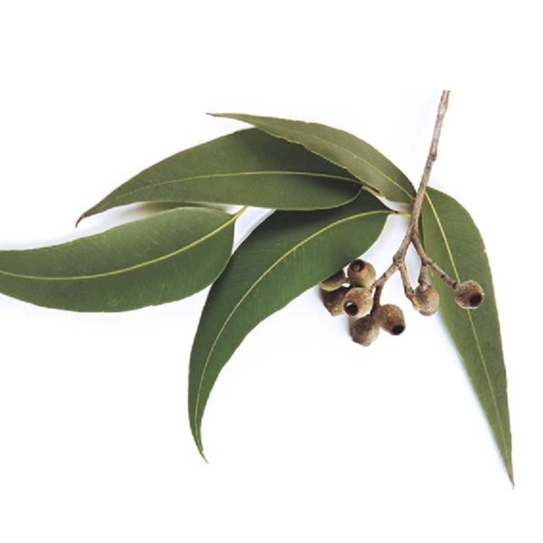 globalstory lab11 hair product full lift series eucalyptus essential oil