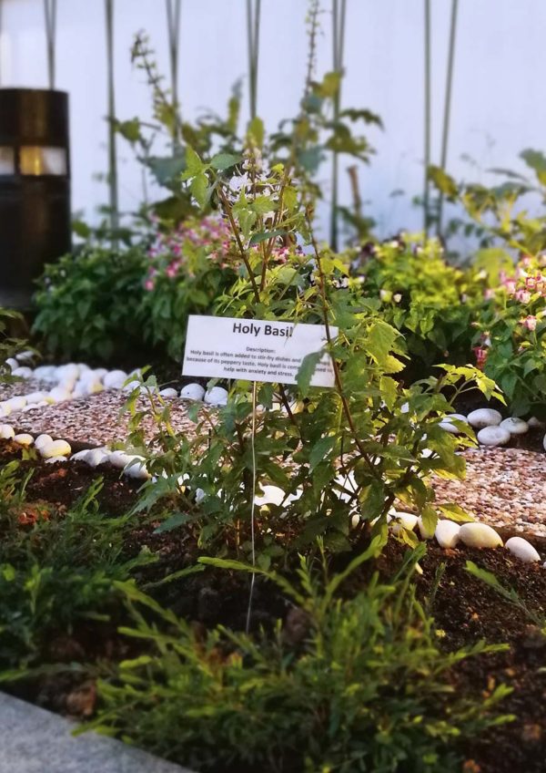 micasa all suite hotel kl earth hour edible garden