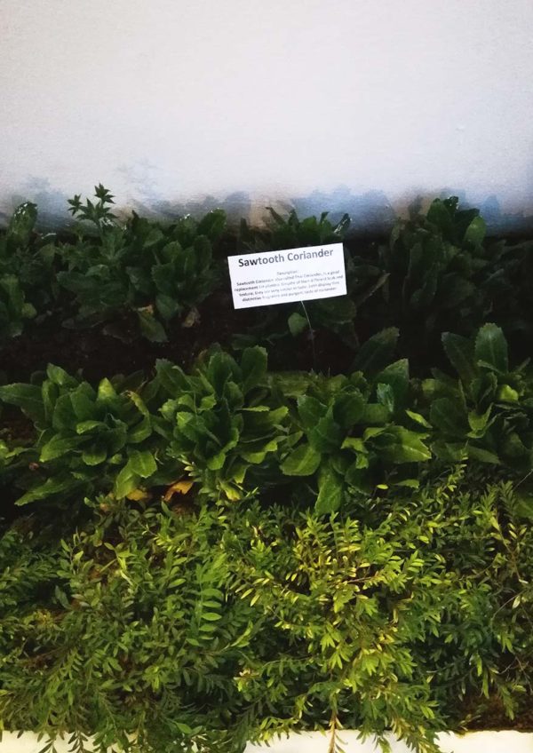micasa all suite hotel kl earth hour edible garden herbs