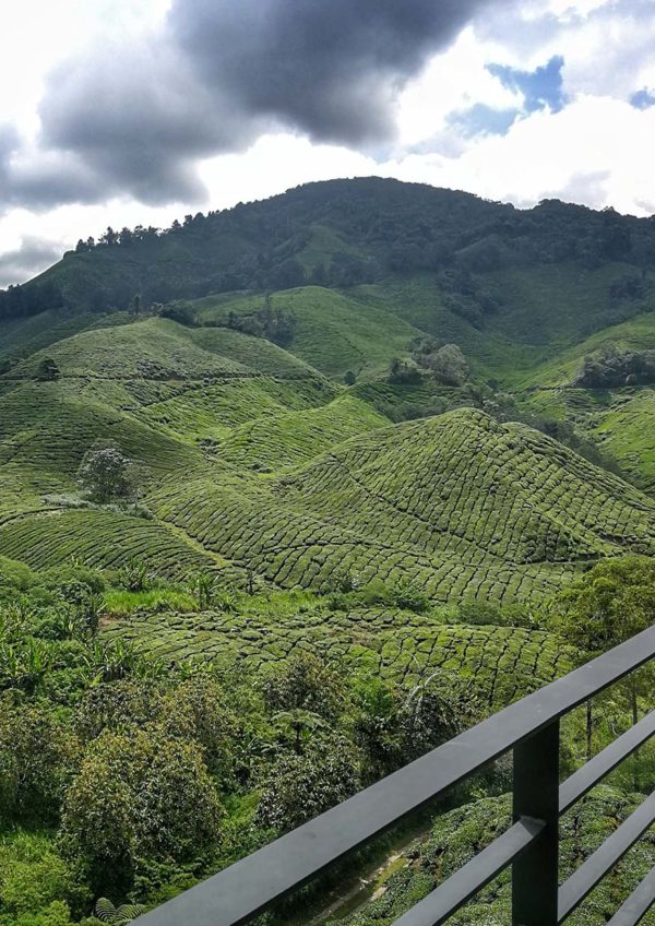 boh sungei palas tea centre cameron highland plantation