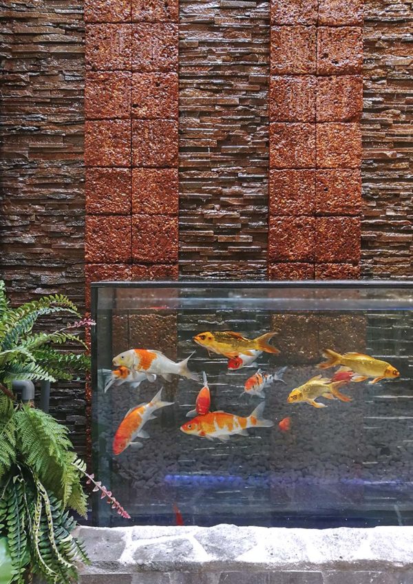 luckin kopi kuala lumpur oranda goldfish