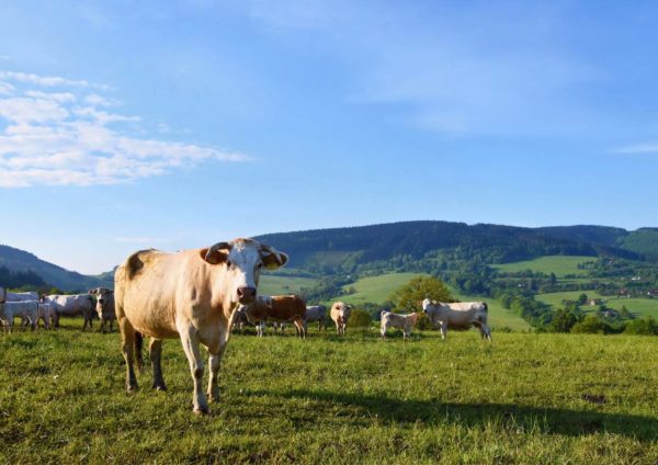 arla organic milk boost health and immune system cows grazing